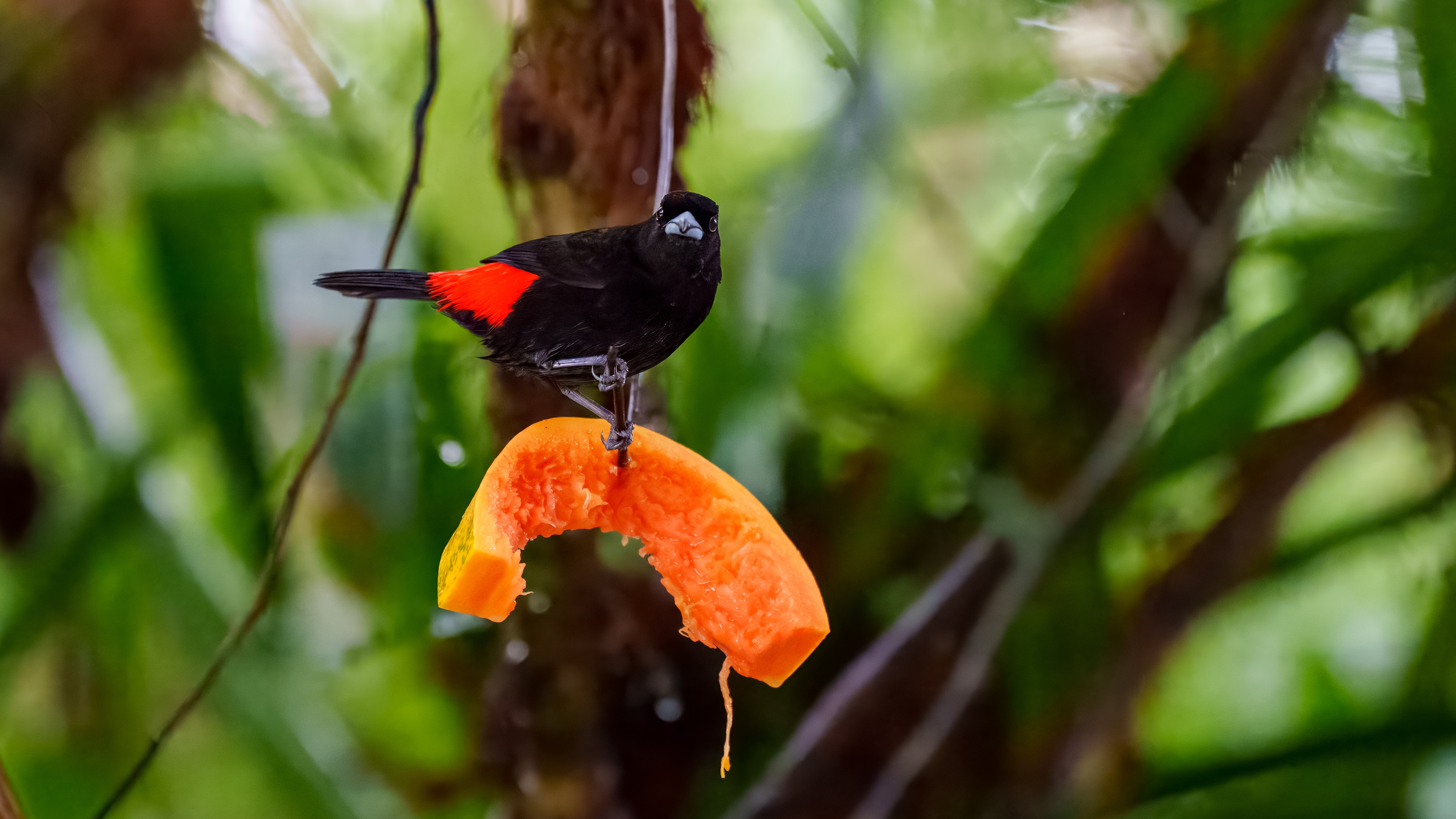 Kirschtangare ist ein mittelgroßer Sperlingsvogel. Diese Tangare ist ein ansässiger Brüter im pazifischen Tiefland von Costa Rica und Westpanama.
Erwachsener Plum. nuptial

Wald: Feuchtebene, Feuchtberg; Buschwald: feucht; Künstliche terrestrische Gebiete: landwirtschaftliches Land, Weiden, Plantagen, ländliche Gärten